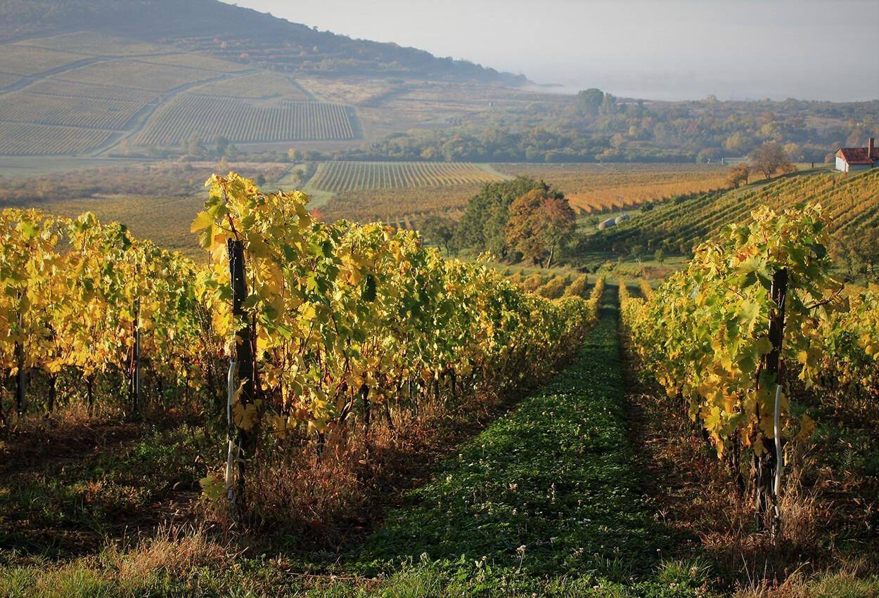 Prečo je Tokaj ideálne miesto na život, víkendový dom alebo investíciu